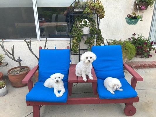 Bichon, Maltipoo and Poodle