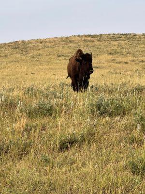 Lonely Bull