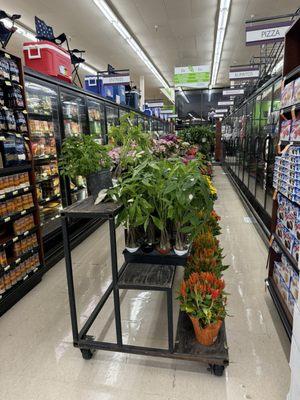 Fresh plants parked inside in the middle of an aisle at night time I guess