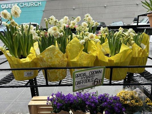 Daffodils