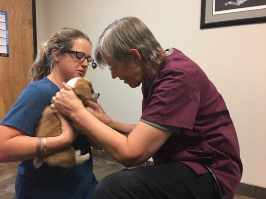 Dr. Joy doing her thang with my new pup. Excellent vet, very pleased we found her.