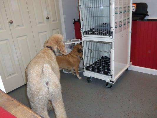 More of the main grooming room.