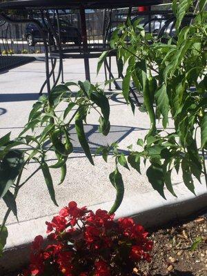 They are growing peppers around the waiting area patio