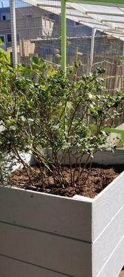 A few more planter boxes should do the trick to use up these organic mulch