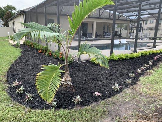 Backyard irrigation and New landscape with palms