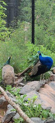 Peacocks