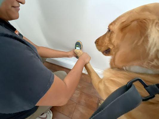 In Seal Beach and customers Golden Retriever, Mia helping us with our work.