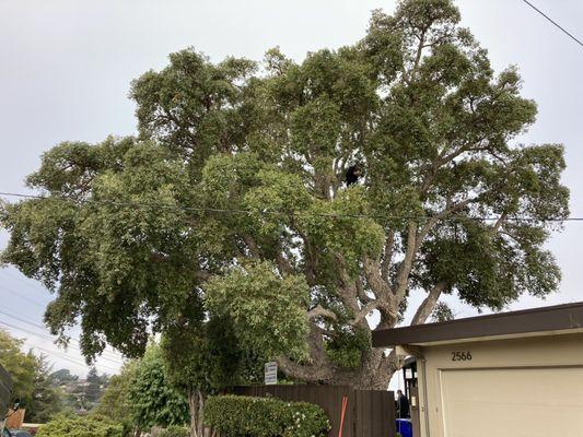 Cork oak (before pruning)