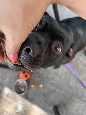 Had to give pups some lunch