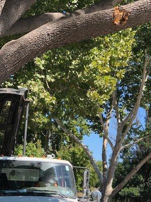 Damage to tree