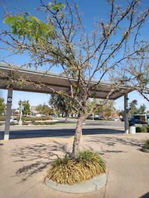 The beautiful trees at Bakersfield