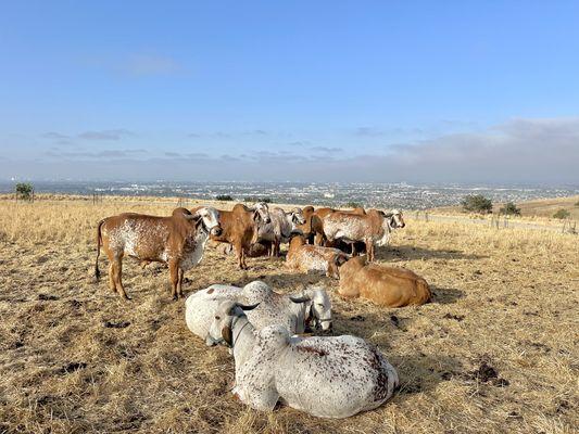 Cow at Kbgoshala