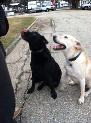 These two are wandering in Beau Chene. Rabies tag on one indicates Animal Care vaccinated in 2013. Do you recognize them?