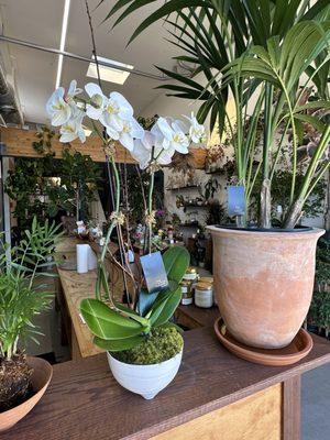 Orchids and beautiful pots