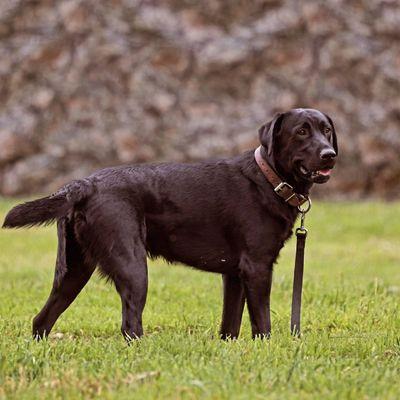 AAA Labs Labrador Puppies