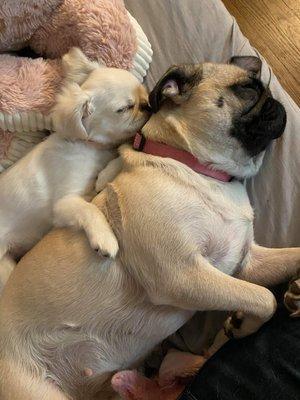 PekePom/Pug with her new Big sister Pug, April 2020