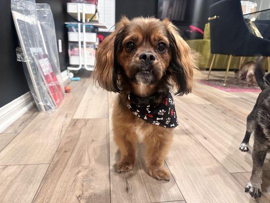 After his grooming! His little ears look like a bob and I can't get over how cut that is.