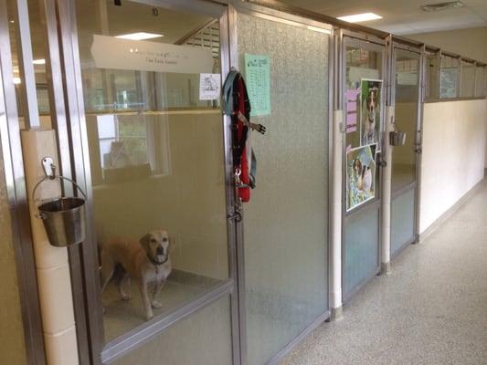 One of the dog kennel rooms