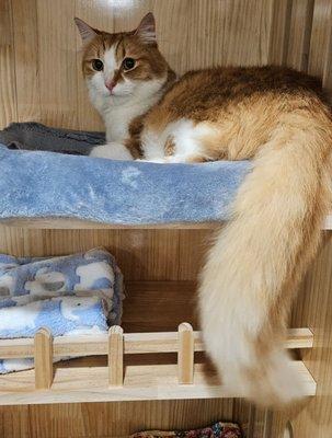 Fluffy tail