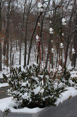 rhododendron, red twig dogwood, ball sways @artefacthome