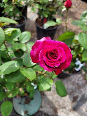 A beautiful rose bush.