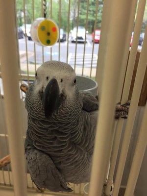 Meet Damon, our resident African Grey.