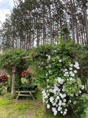 Beautiful climbing flowers.