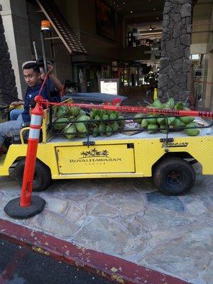 Falling coconuts were hauled away. As we we waiting for car rental to arrive at the Sheraton.