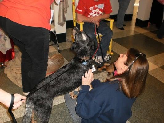 Doggy at Show, Rescued Dog