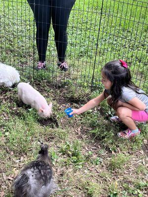 Petting zoo day