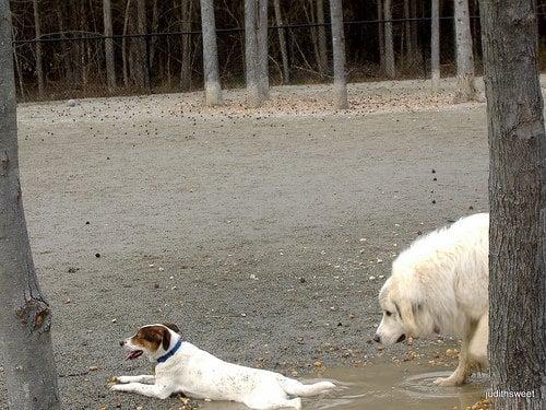 puddles are fun too