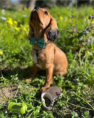 Fancy Bowtie Collar