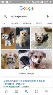 Seems like some people want to know what morkies look like here they are!!