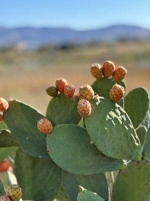 Prickley pears!!! Beautiful!!!