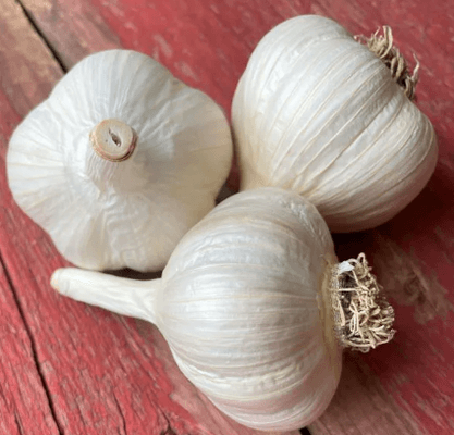 multiple varieties of seed garlic