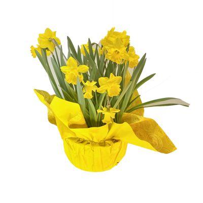 Daffodils