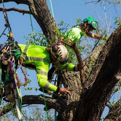 Stellar Tree Services