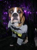 Halloween we take photos of your pet and donate half the proceeds to the Broken Tail Rescue