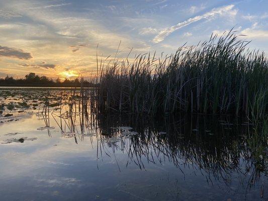 tall grass in the shallows