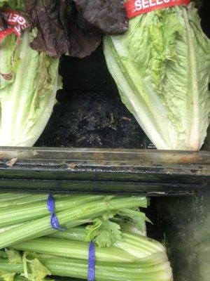 Disgusting dirt/buildup on the produce