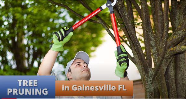 Tree Pruning in Gainesville FL https://toptiertreespecialist.com/tree-pruning-in-gainesville-fl/