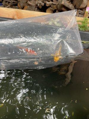 Three new koi acclimating