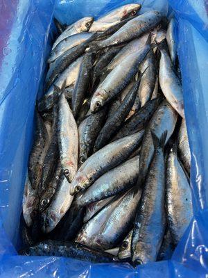 Sardines from Morocco