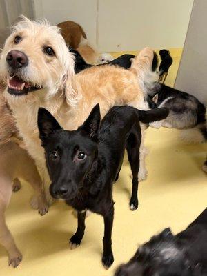 Happy Dogs at Stuyvesant Town