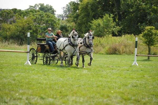 LEC Percherons