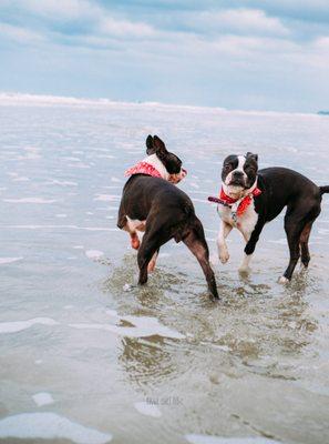 Ocean Fun!
#Dogwalk!
#Petsitting #LaderaRanch #OrangeCounty
#DanaPoint