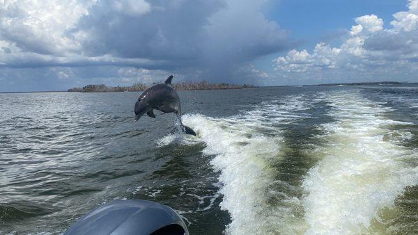 Dolphin tour