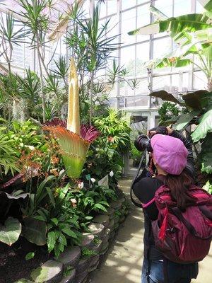 The Corpose Plant is one of the most popular specimens in our collection! This endagered species only blooms once every 2 to 5 years.