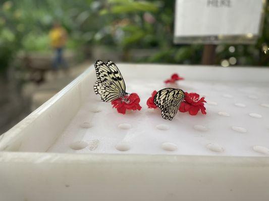 Two butterflies on the feeding sticks they provide for free.