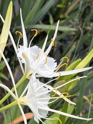 Some of the lilies that bloom around the stocked pond